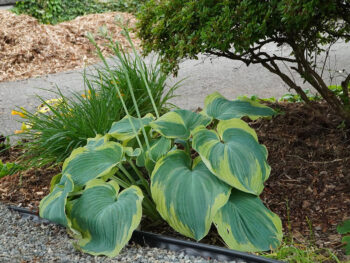 Hosta, lily, and azalea plants all in garden bed showing how healthy they are with mulch around them.