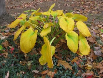 Hosta leaves turning yellow and starting to die back in the fall for the winter season.