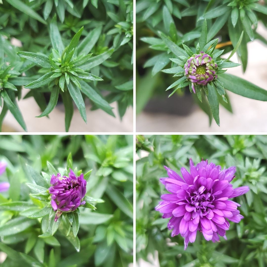 aster magic purple flowering progression