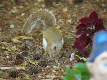 Squirrel digging in the garden bed around other landscape plants.