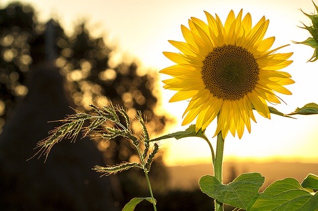 A backlit sunflower showing how gardening impacts your health positively