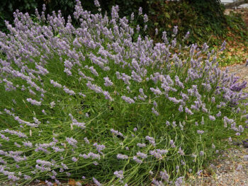Lavender plant in full bloom at the beginning of the fall season.