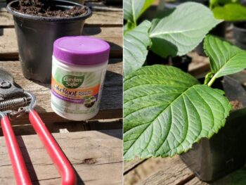 Preparing to take plant stem cuttings in fall with hand pruners, rooting hormone, and a small pot filled with potting soil to root plant stems. Also a second picture with freshly taken hydrangea stem cuttings.