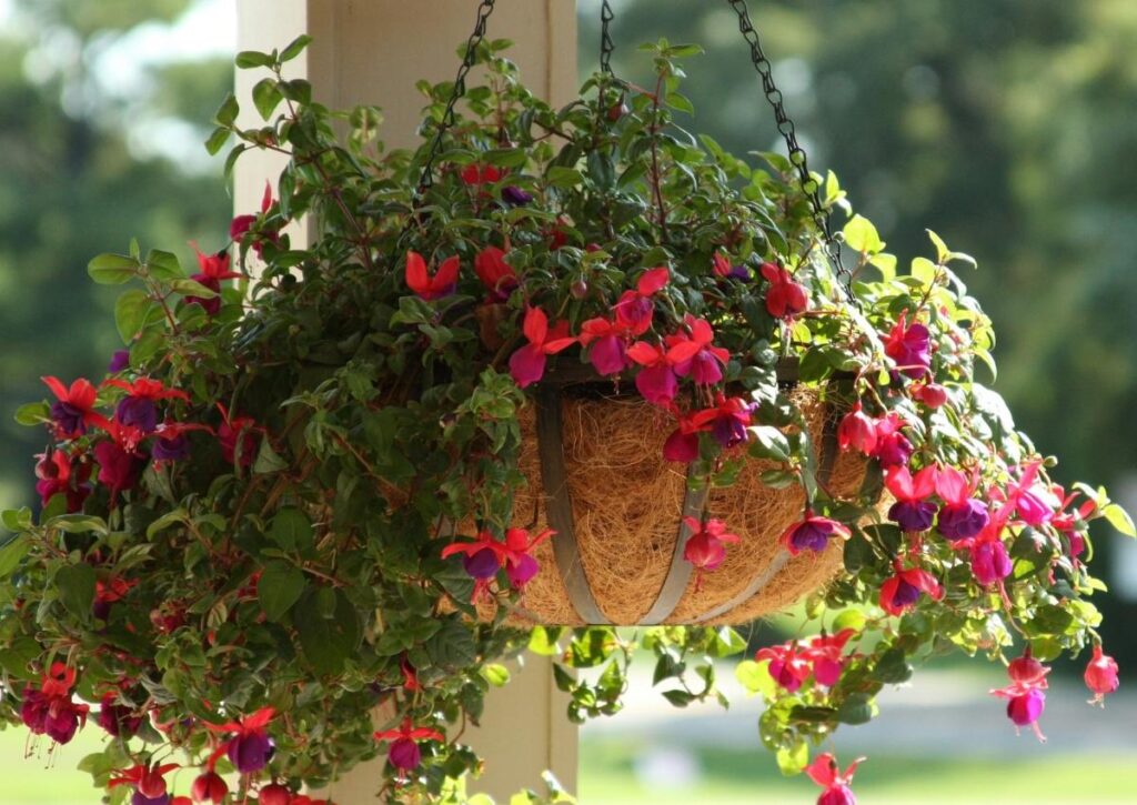 Fuchsia Hanging Basket DIY