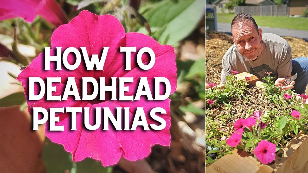 how to deadhead petunias