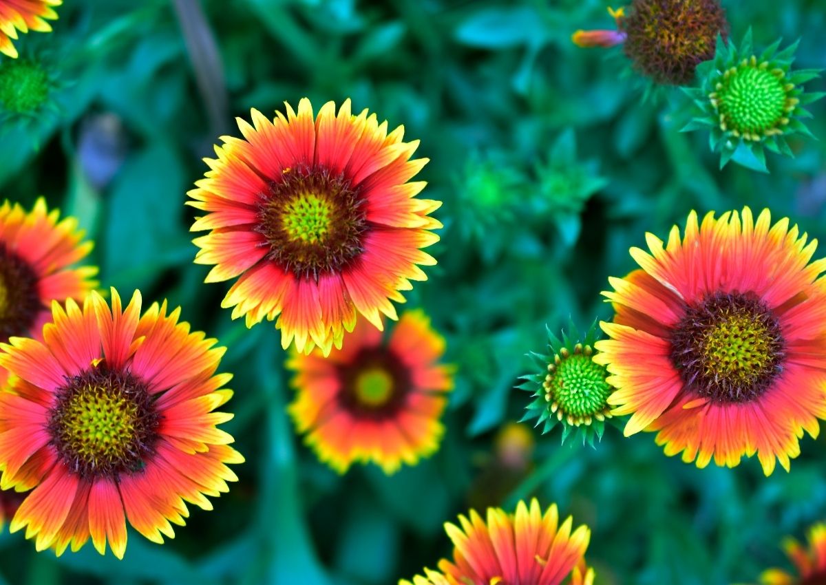 Multiple blacket flowers with bright center cones with petals radiating out starting orange colored and then progressing to a pink to be tipped bright yellow.
