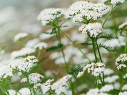 Common Yarrow flowers on tall stems glowing white in the sunshine.