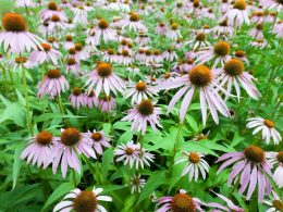 A grouping of purple coneflowers with bulbous center cones having light purple petals radiating out from the center.