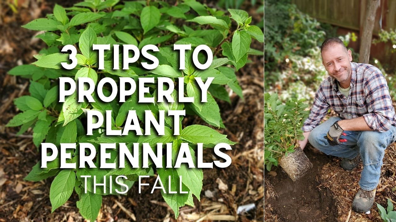 planting perennials in the fall 1