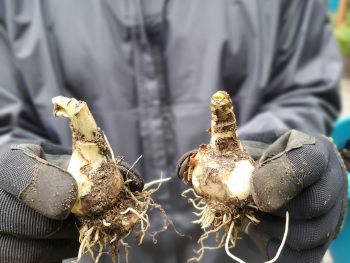 hands each holding a daffodil bulb showing them with their growing tips and roots oriented correctly.