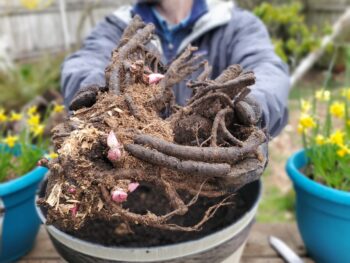Bareroot peony with swelling growth buds being held by man over a large container that it will be planted in.