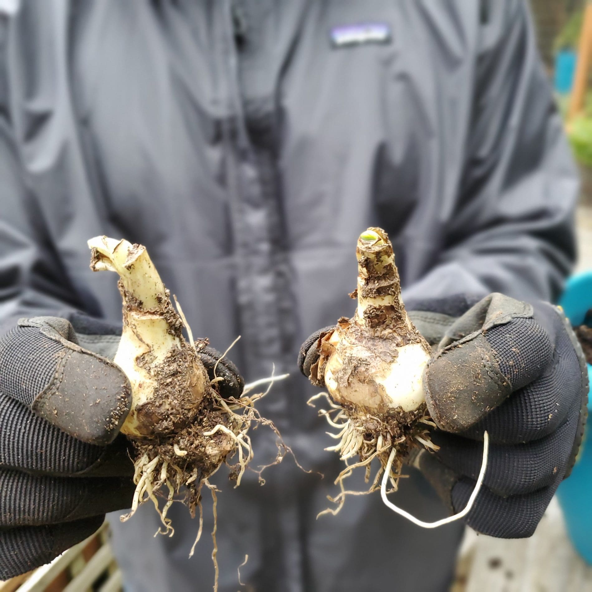 How to Divide Daffodil Bulbs DIY Garden Minute Ep.214 Spoken Garden