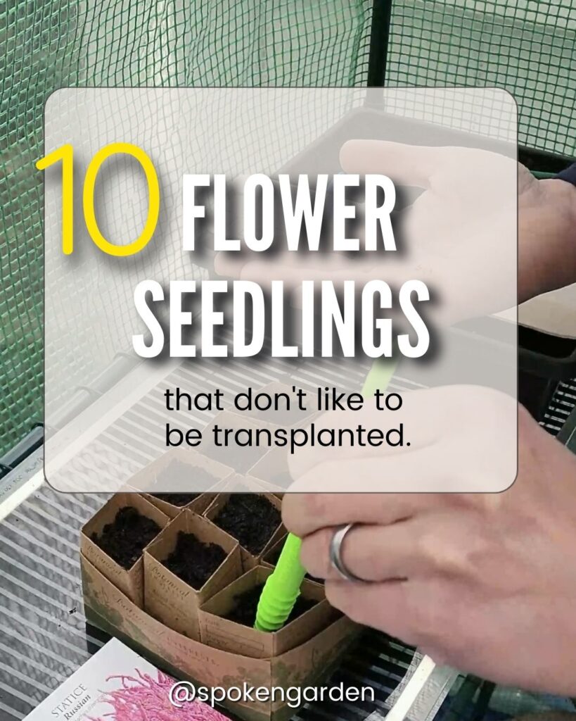 flower seeds to sow in biodegradable pots