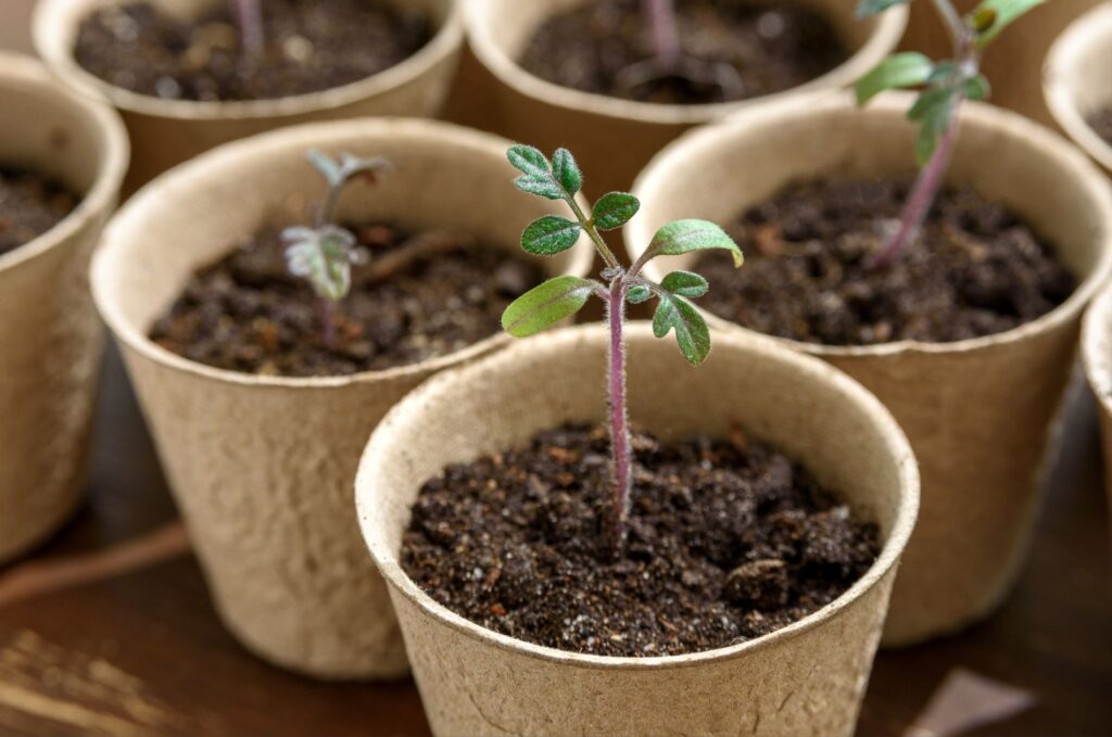 seedlings in biodegradable pots