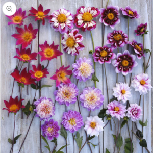 EB Dahlia Bulbs Be and Butterfly Mix