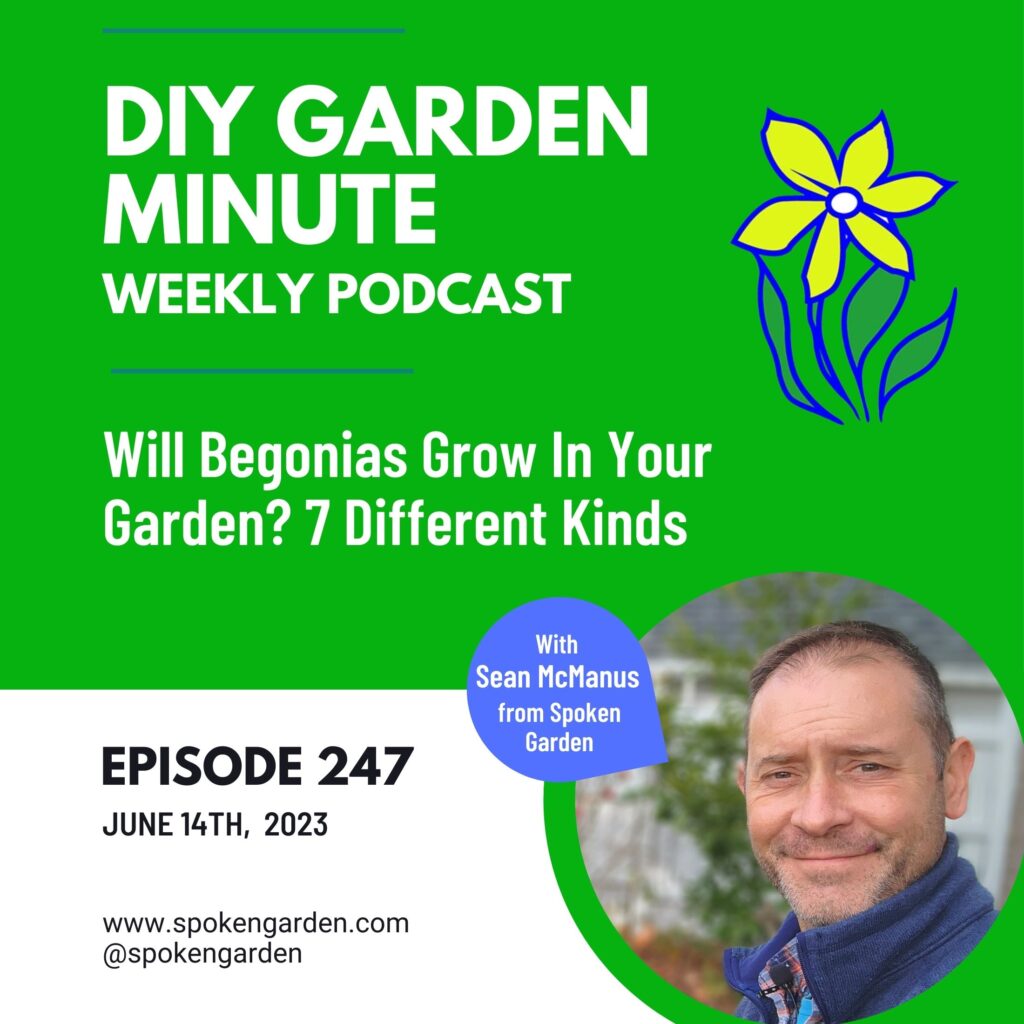 Podcast episode 247 talking about 7 different kinds of begonias