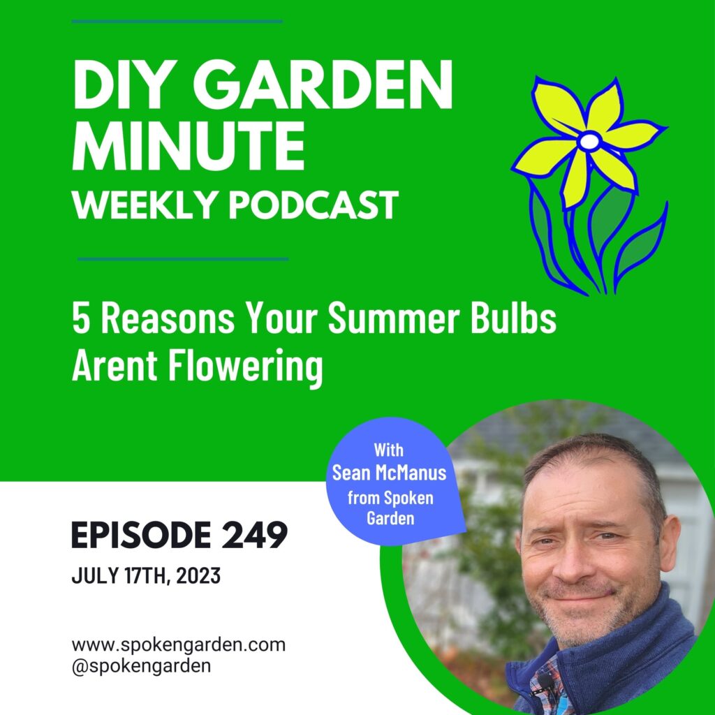 5 reasons your summer bulbs aren't flowering - podcast episode 249