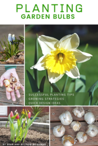 Planting Garden Bulbs Planting Garden Bulbs